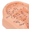 thumbnail image 3 of 40cm Ear Acupuncture Point Model Accurate Clearly Fonts PVC Professional Ear Zone Massage Model, 3 of 8