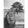 thumbnail image 2 of Lewis, Sheldon 12x14 White Modern Wood Framed Museum Art Print Titled - Jungle King, 2 of 4