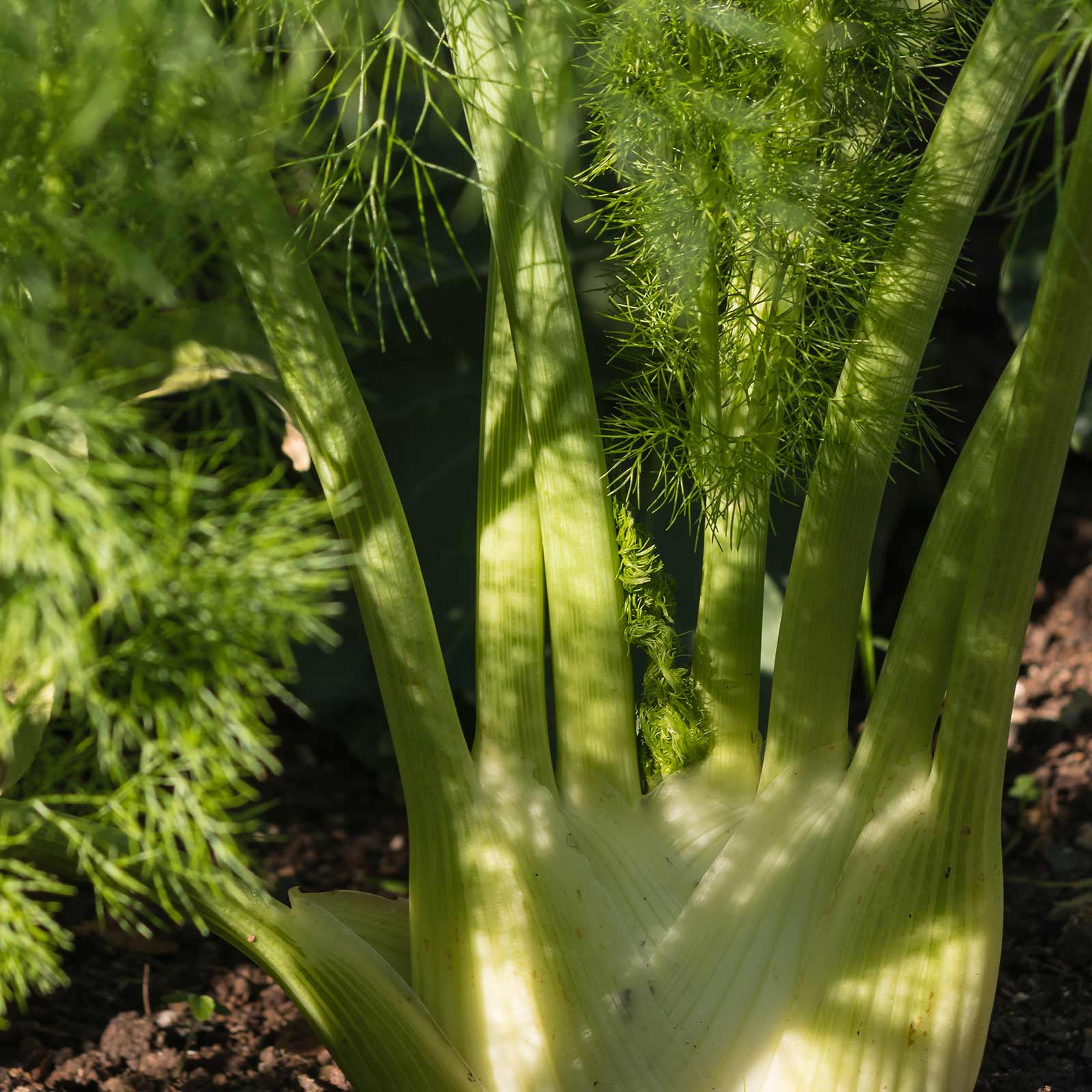 Florence Fennel Herb Garden Seeds 3 Gram Packet NonGMO, Heirloom