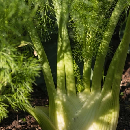 Florence Fennel Herb Garden Seeds - 1 Oz - Non-GMO Heirloom Herbal Gardening & Microgreens Seeds