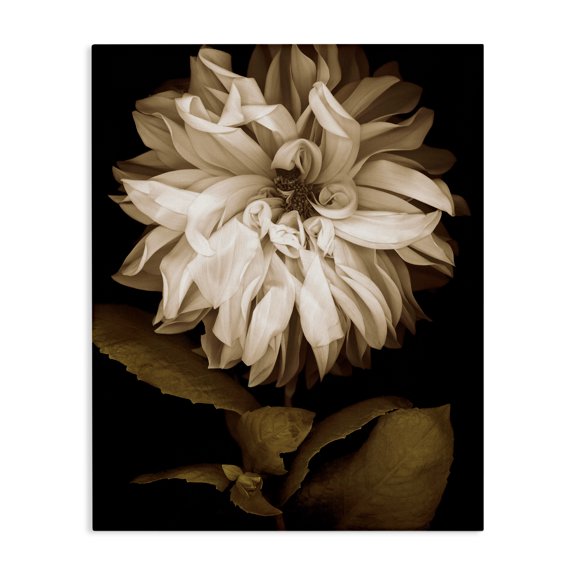 Stupell Industries Modern Modern White Chrysanthemum Petals Canvas Art, 24 x 30, by Caroline Kelly