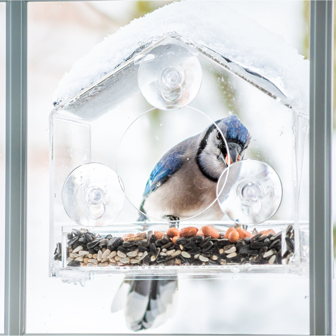 Backyard Expressions Window Bird House Feeder and 4 Extra Strong Suction Cups