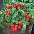 thumbnail image 3 of Bonsai Tiny Tim Tomato Seeds - 50+ Seeds - Grow Indoor Exotic Edible Bonsai Vegetables - Made in USA. Ships from Iowa, 3 of 4