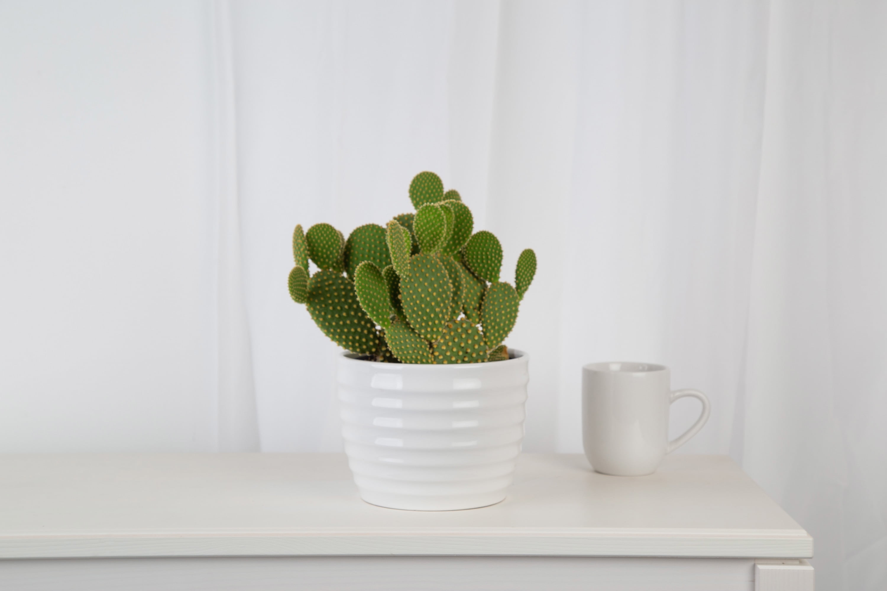 Costa Farms Indoor Cactus in 2.5 in. White Ceramic Planter, Avg. Shipping  Height 4 in. Tall CO.CAC2.5.13.CE - The Home Depot