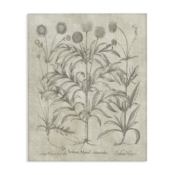 Stupell Industries Vintage Plant Life Botanical & Floral Painting Gallery Wrapped Canvas Art Print Wall Art, 16 x 20