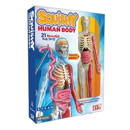 - Smart Lab Squishy Human Body Kit