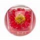 thumbnail image 3 of Brillo de Labios Duo Blossom - Rojo, 3 of 3