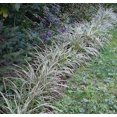 thumbnail image 6 of Classy Groundcovers, Carex morrowii 'Ice Dance', var. laxa, var. temnolepis (flat of 18 Pots, 3 1/4 inch square), 6 of 10