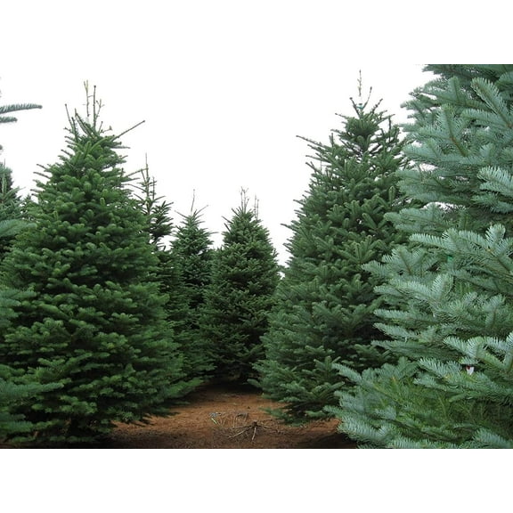 CZ Grain 20 Noble Fir Plant Seeds, Vibrant Evergreen Leaves
