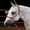 Orange, variant on Professional's Choice hre easy on rope halter Royal Horse