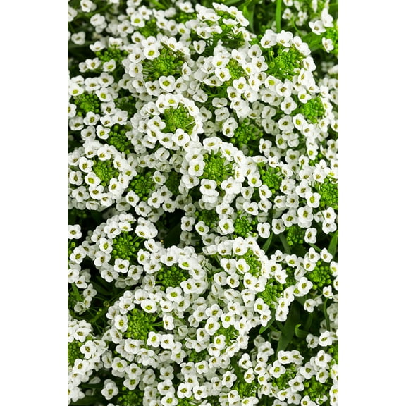 Green River Seeds 25 Sweet Alyssum White Knight Seeds - Tiny Colorful Flowers for Spring and Fall Gardening, Ideal for Hanging Baskets and Pathways