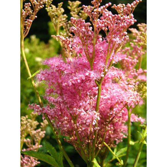 25 Seeds Queen of the Prairie Seeds for Planting, Fragrant Pink Blooms Seeds for Outdoor Garden