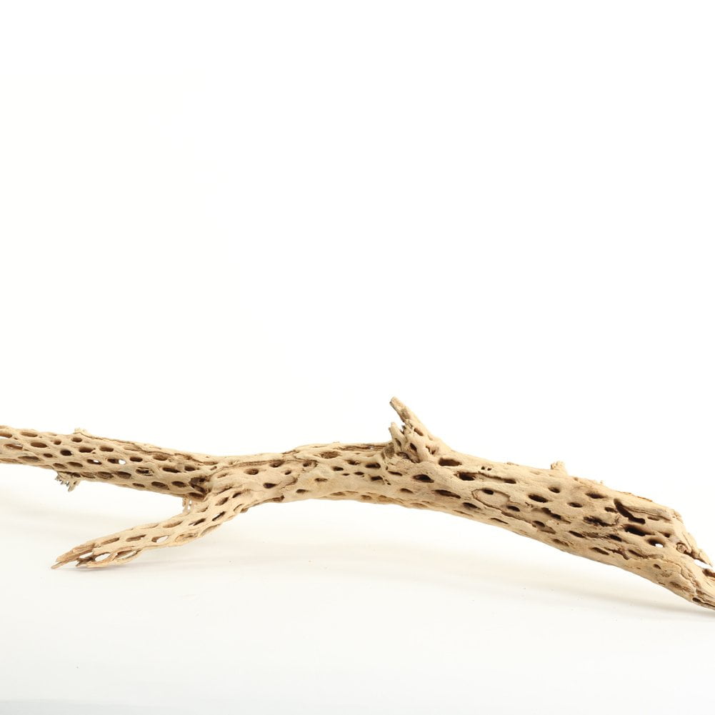 Koyal Wholesale Cholla Wood 18 to 20Inch, Aquarium Branches, Airplants