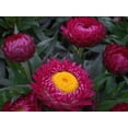 thumbnail image 3 of 100 Seeds-Strawflower Seeds-Purple Red-#K003-Authentic Seeds-Flowers-Seeds-Rose seeds-Herb seeds-Vegetable Seeds-Mix Seeds for Plant- B3G1, 3 of 5