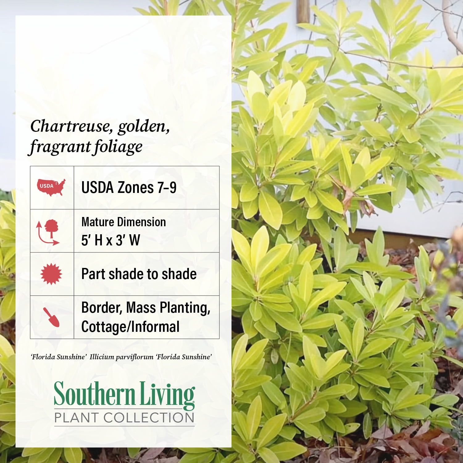Southern Living Florida Sunshine Illicium 'Anise' Live Shrub in 2-Gallon Grower Pot