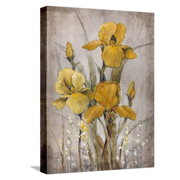 Art.com Golden Irises II Stretched Canvas Print Wall Art by Tim O'toole, 12" x 16"