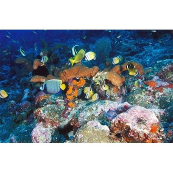 Danita Delimont PDDAS11MWE0078B Coral Reefs Papua Indonesia Poster Print by Michele Westmorland, 36 x 24