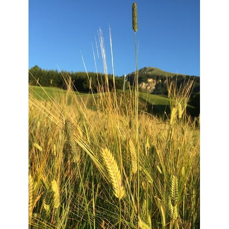 Holiday Brads - Canvas Print Summer Barley Walk Holiday Fiss Tyrol Bread Sky Stretched Canvas 10 x 14