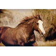 thumbnail image 2 of Walker, Carol 32x23 White Modern Wood Framed Museum Art Print Titled - Running Horse, 2 of 4