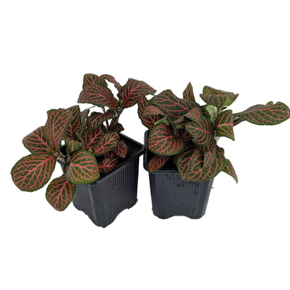Red Veined Nerve Plant - Fittonia - Easy House Plant - 3" Pots / 2 Pack