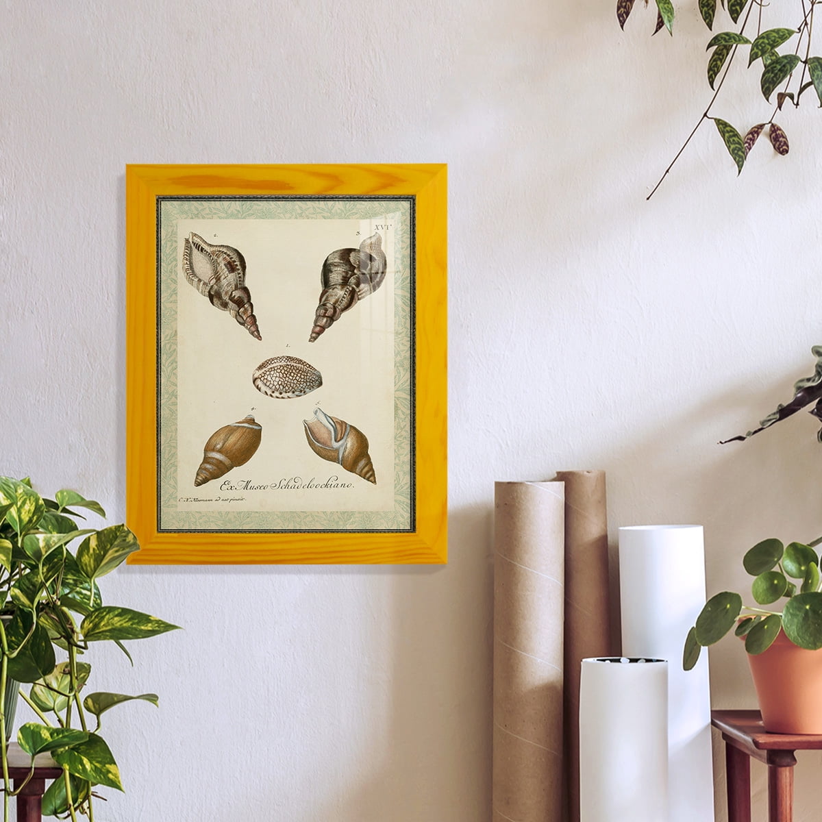 Bookplate Shells VIII - Framed Print w/glass - Sunflower Yellow