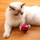 thumbnail image 5 of Juguete Interactivo Inteligente para Gatos, Bola Rodante Automática con Luces, Recargable Tipo C, para Gatos y Perros. Diversión con Detección de Movimiento., 5 of 7