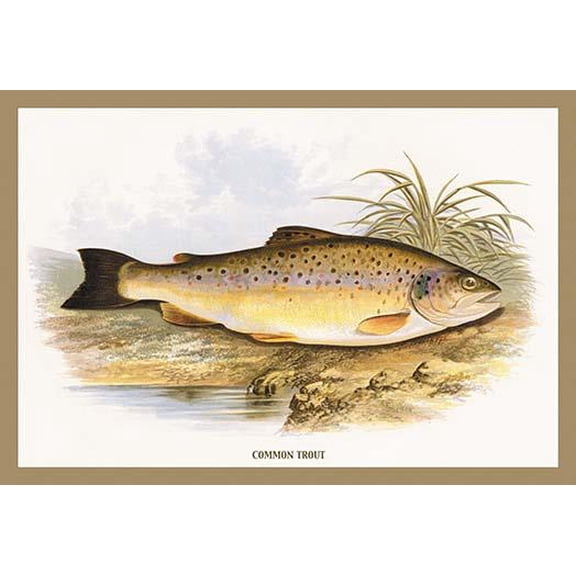 Common Trout- Fine Art Canvas Print (20" x 30")
