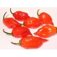 thumbnail image 4 of 50 Graines de Piment HABANERO Rouge Fort Capsicum Chinense Légumes, 4 of 5