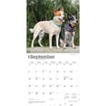 thumbnail image 4 of Australian Cattle Dogs | 2026 12x24" (Hanging) Square Wall Calendar | Plastic-Free, 4 of 9