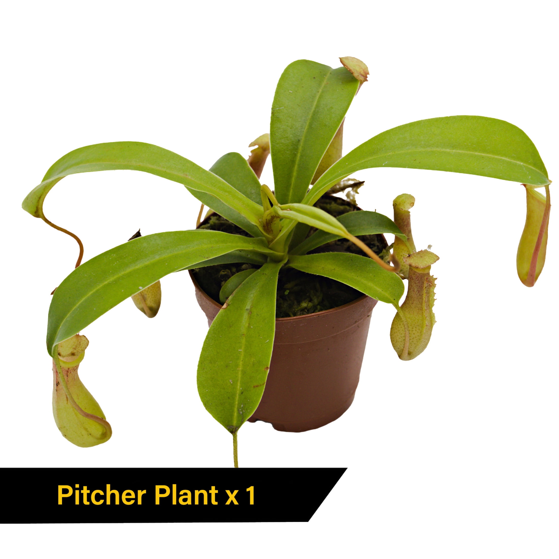 ReptiCulture Carnivorous Plant Bundle