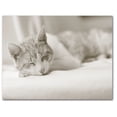 thumbnail image 3 of Small World Greetings Sleeping Kitten Cards 24 Count - Blank Inside with White Envelopes - A2 Size 5.5" x 4.25" - All Occasion, 3 of 10