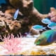 thumbnail image 4 of Adorno de decoración para paisajismo del tanque de peces, Coral de simulación de resina, 1 ud., 4 of 7