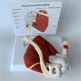 thumbnail image 4 of Muscle Shoulder Model, Human Anatomy Right Shoulder Joint Muscle Model, Doctor Office and Classroom Anatomy Model, 4 of 5
