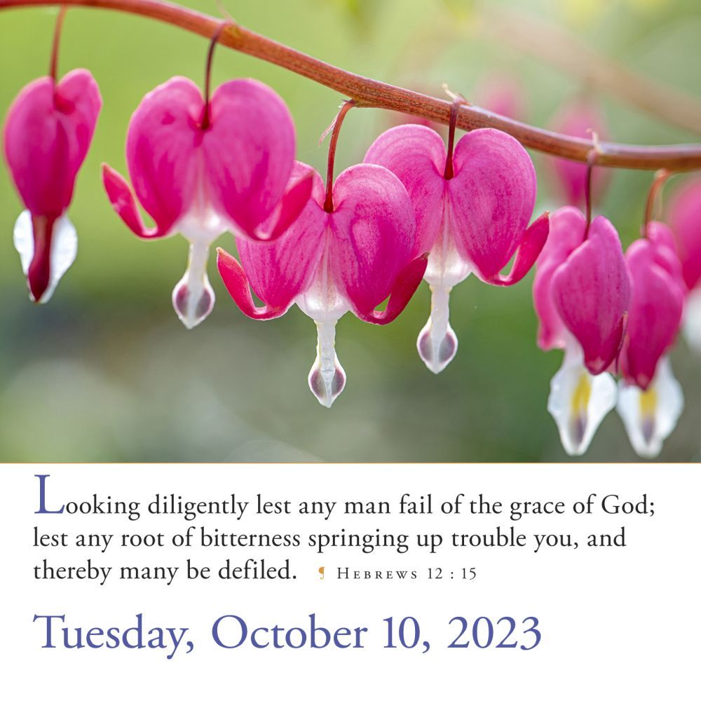 Buy 365 Bible VersesAYear PageADay 2023 Timeless Words from the