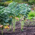 thumbnail image 2 of GSDWIUEW Brussels Sprouts Seeds, Long Island Variety, 300 Heirloom Seeds, Cold-Weather Vegetable, 2 of 5
