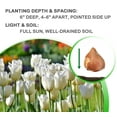 thumbnail image 6 of Colossal White Tulips, 6 Bulbs - Giant White Flowers- Attracts Bees & Butterflies - Easy Growing Sun Loving Perennial, 6 of 6