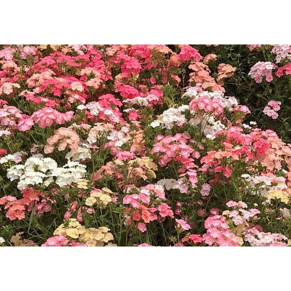 50 Pastel Mix Phlox Seeds