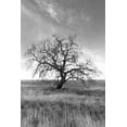 thumbnail image 2 of Blaustein, Alan 23x32 Black Ornate Wood Framed with Double Matting Museum Art Print Titled - Coastal Oak Series No. 12, 2 of 4