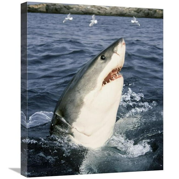 20 x 24 in. Great White Shark At Surface, Neptune Islands, Australia Art Print - Mike Parry