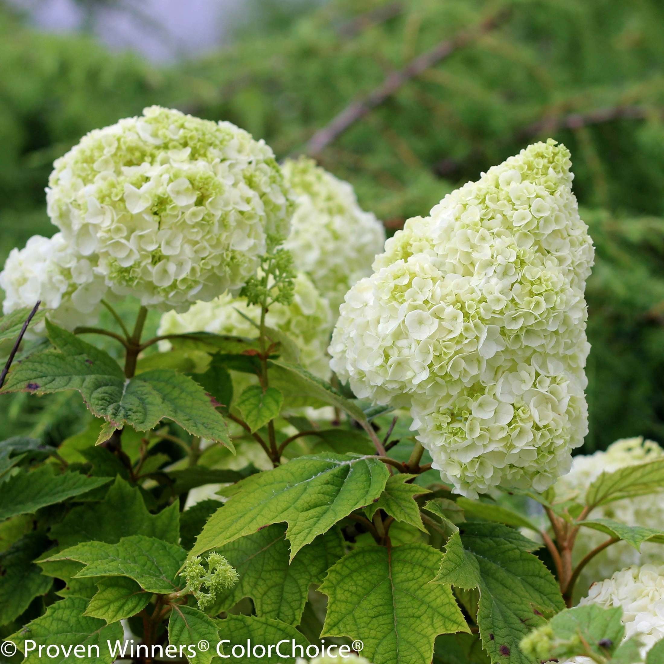 Proven Winners ColorChoice 5" Multicolor Gatsby Moon Oakleaf Hydrangea Live Plant in 4.5" Pot (4 Count)