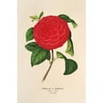 thumbnail image 3 of Charles Antoine Lemaire 17x24 Black Modern Framed Museum Art Print Titled - Camellia the Jogello (1854-1896), 3 of 5