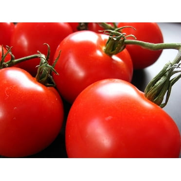 Creole Tomato Plant - Louisiana Heirloom - Some Like It Hot - 2.5" Pot