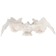 Axis Scientific Human Sphenoid Bone Model | Cast From a Real Human Sphenoid Bone Specimen | Life Size Replica Details All Fissures, Canals, and Processes | Includes Product Manual |