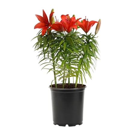3-PK Expert Gardener 2QT Red Asiatic Lilies Perennial Plant Sun