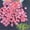Pink, variant on Roiihwy 300 Pcs Glow in the Dark Colorful Garden Stones Night Guide, Luminous Pebbles, Glow-in-the-Dark Rainbows, Outdoor Landscaping Decor, Shiny Stones(0.39in,Purple)