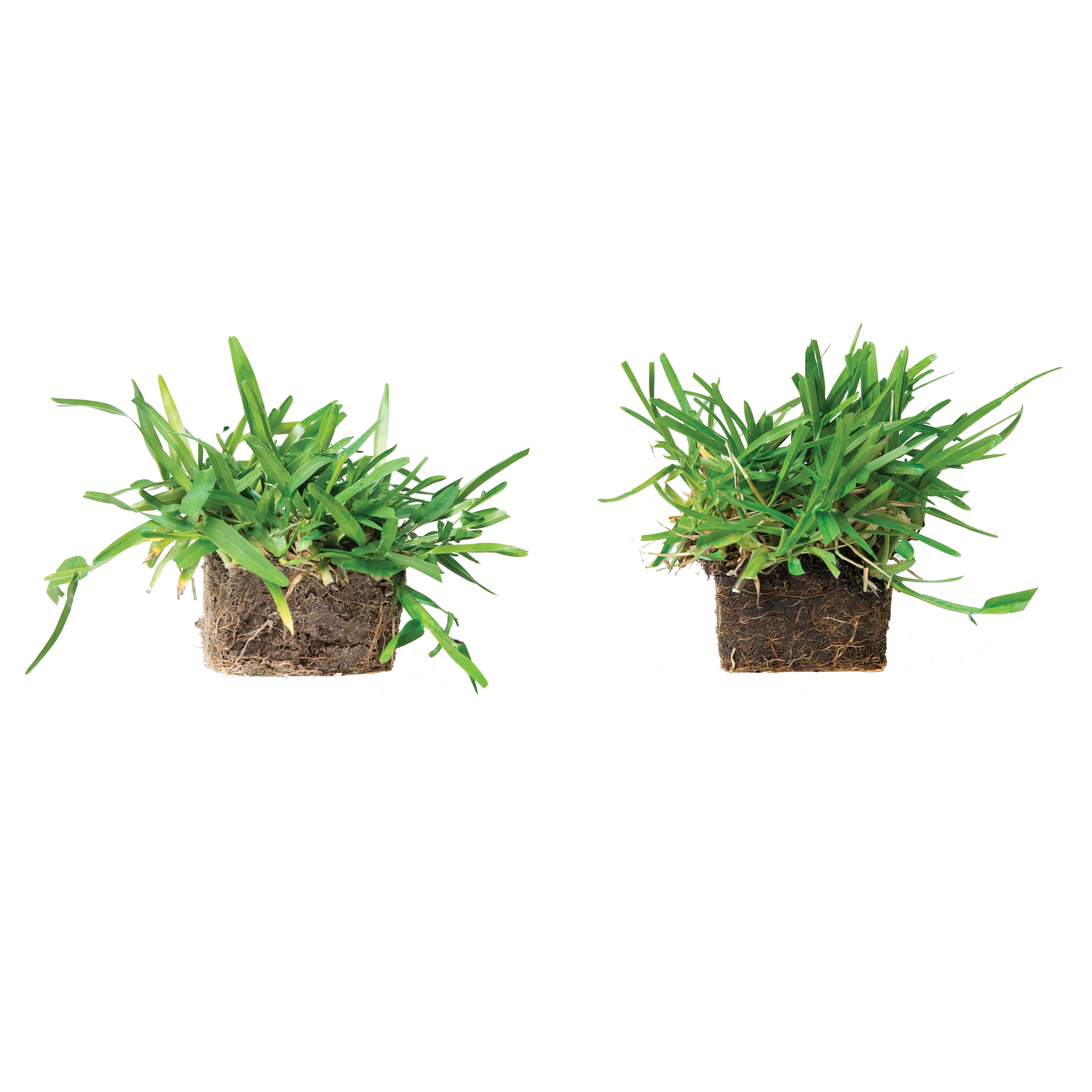 SodPods St Augustine Sun/Shade Grass Plugs (16 Count) Natural, Affordable Lawn Improvement