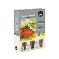 thumbnail image 1 of TASC Flower Bulbs Tomato Lycopersicum Beefmaster (6 Plants), 1 of 1