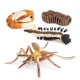 thumbnail image 2 of Tholdsy 1 juego de modelos de mosquitos, modelo de animal pequeño, juguete de insecto para la escuela y el hogar Juguetes Educativos Tholdsy FN010058-00, 2 of 6