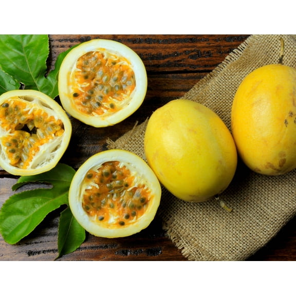 Yellow Passion Plant Live for Planting, Passiflora Edulis Flavicarpa Plant for The Patio and Garden 4 to 6 Inch Tall - Dormant in Winter