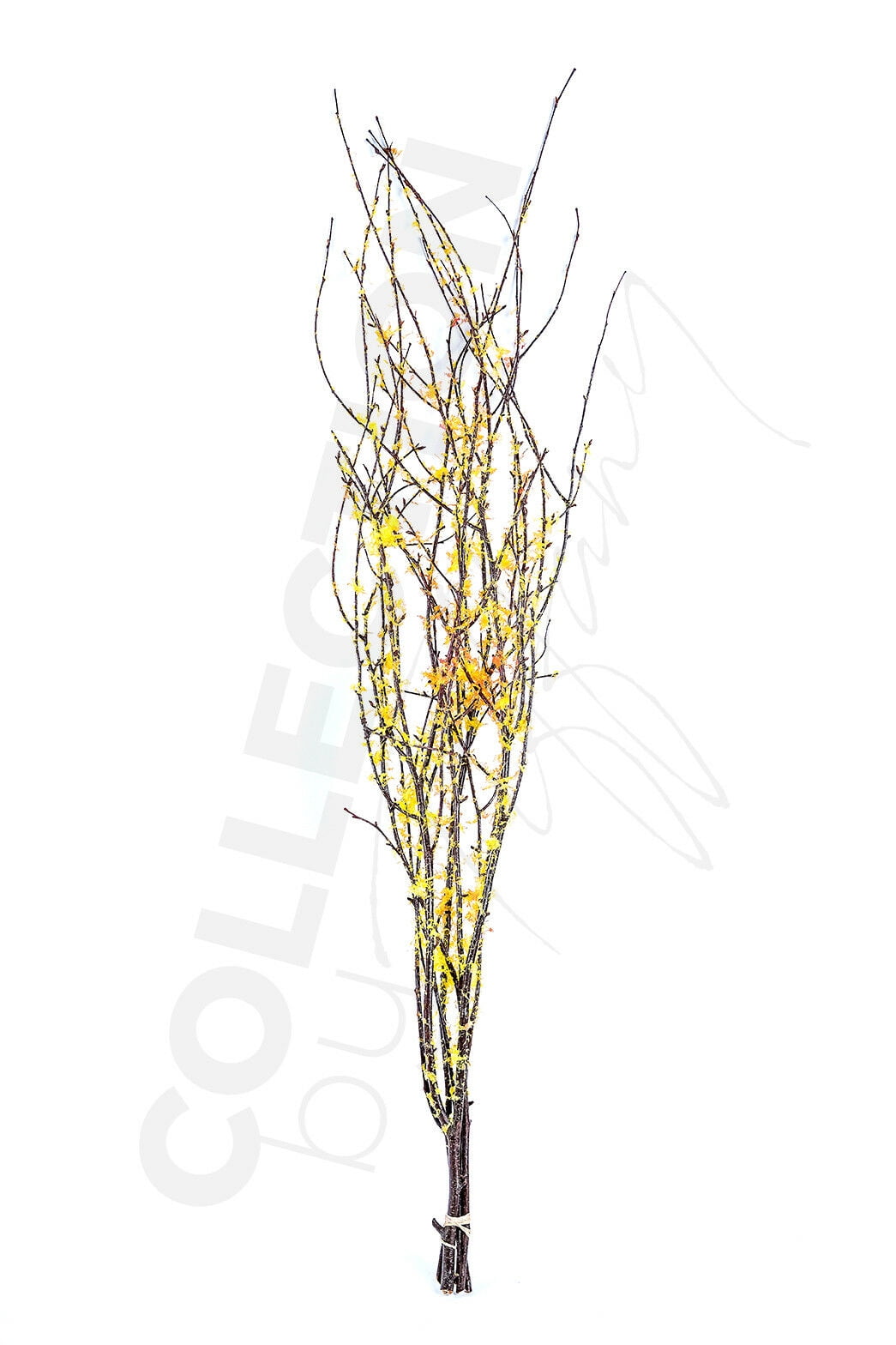 Decorative Dried Birch Branches 3 4 Ft Tall (4 5 Branches / Bunch